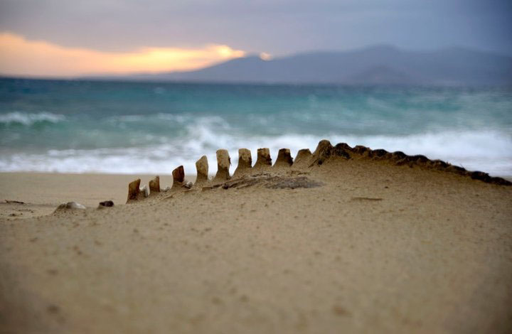 [1_barrera_osamenta_mar]