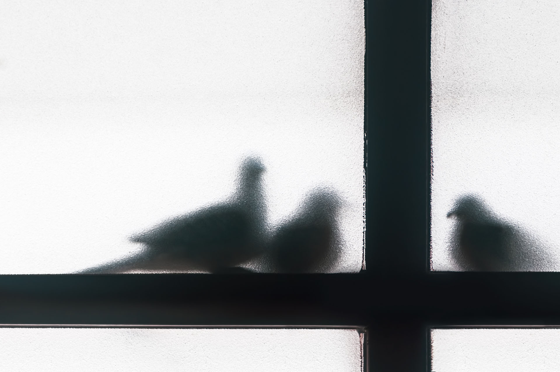 [camhaji_1_palomas]